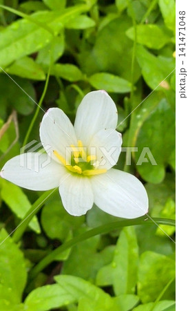 タマスダレの花 タマスダレの花 141471048