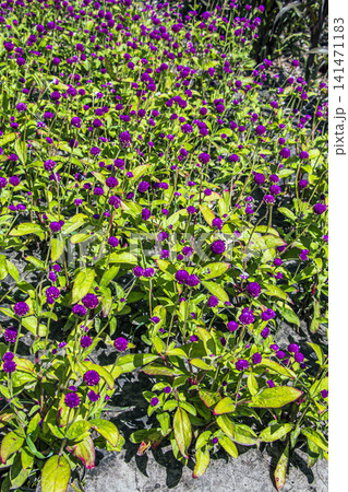Large Bed of Purple Globe Amaranth Flowers and Green Leaves 141471183