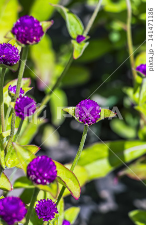 Bright Purple Globe Amaranth Blooms with Soft Garden Background Bright Purple Globe Amaranth Blooms with Soft Garden Background 141471186