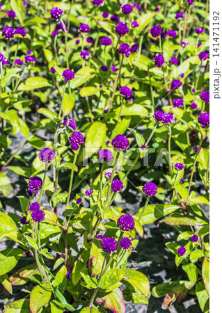 Dense Planting of Blooming Gomphrena Globosa in Summer 141471192