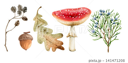A set of watercolor illustrations of a fly agaric mushroom, oak leaf, acorn, alder cone, and juniper branch 141471208