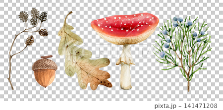 A set of watercolor illustrations of a fly agaric mushroom, oak leaf, acorn, alder cone, and juniper branch 141471208
