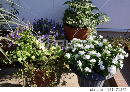 玄関前の夏の花寄せ鉢 玄関前の夏の花寄せ鉢 141471875