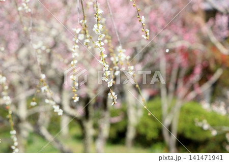 爽やか　白梅の花　枝垂れ梅 141471941