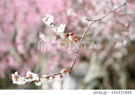爽やか 白梅の花 爽やか 白梅の花 141471944