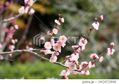 可愛い ピンクの梅の花 可愛い ピンクの梅の花 141471948