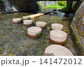 源兵衛川の水中遊歩道　三島市　富士山の伏流水 141472012
