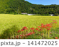 稲穂とヒガンバナ　収穫前の風景　初秋 141472025