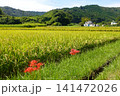 稲穂とヒガンバナ　収穫前の風景　初秋 141472026