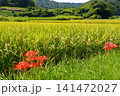 稲穂とヒガンバナ　収穫前の風景　初秋 141472027