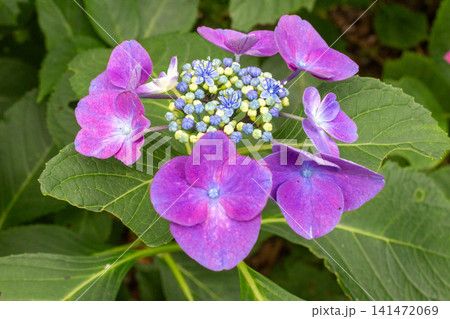 アジサイの花 141472069