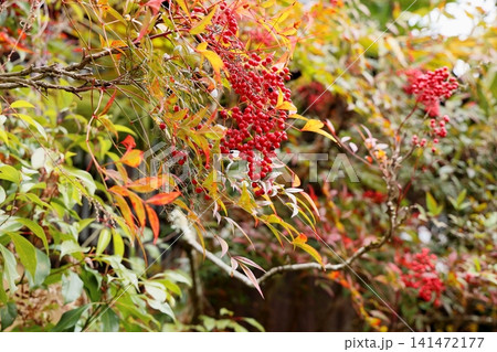 鮮やか 南天の実 鮮やか 南天の実 141472177