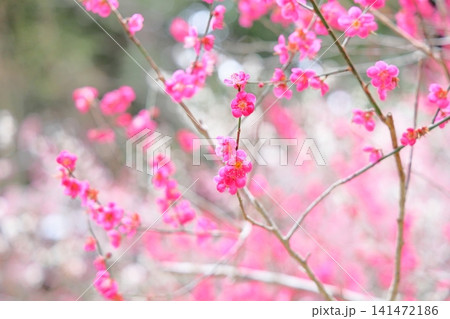 可愛い ピンクの梅の花 可愛い ピンクの梅の花 141472186