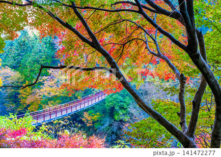 東京 紅葉に染まる秋川渓谷 石舟橋 東京 紅葉に染まる秋川渓谷 石舟橋 141472277