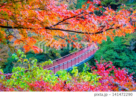 東京 紅葉に染まる秋川渓谷　石舟橋 141472290