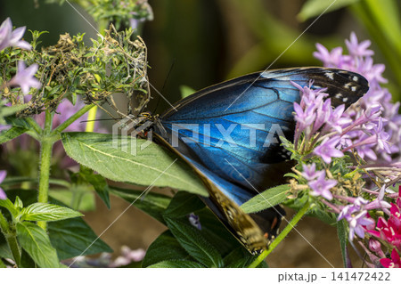 Blue Morpho Butterfly with Wings Fully Open. Blue Morpho Butterfly with Wings Fully Open. 141472422