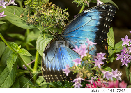 Blue Morpho Butterfly with Wings Fully Open. 141472424