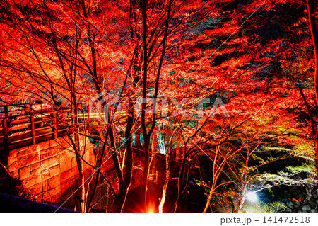 茨城 紅葉に染まる花貫渓谷 ライトアップ 茨城 紅葉に染まる花貫渓谷 ライトアップ 141472518