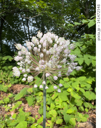 淡いピンク色の小花が美しく咲くリーキの花序 淡いピンク色の小花が美しく咲くリーキの花序 141472548