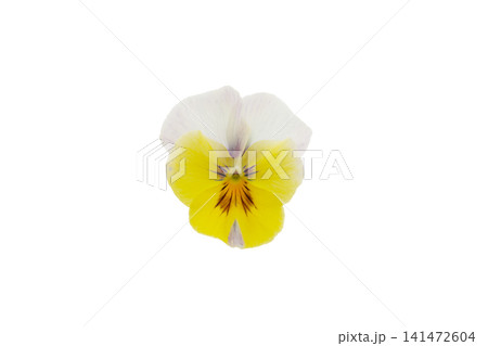 パンジーの花、白バック パンジーの花、白バック 141472604