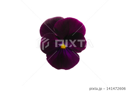 パンジーの花、白バック パンジーの花、白バック 141472606
