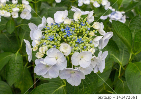 アジサイの花(リベラバイス) アジサイの花(リベラバイス) 141472661