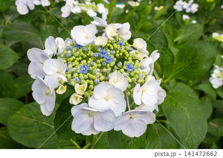 アジサイの花(リベラバイス) アジサイの花(リベラバイス) 141472662