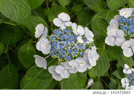 アジサイの花(リベラバイス) アジサイの花(リベラバイス) 141472665