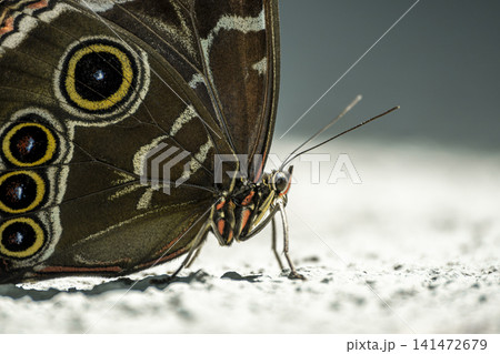 Macro Photography of an Owl Butterfly. 141472679