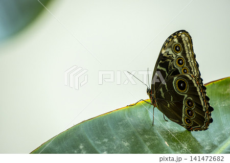 Macro Photography of an Owl Butterfly. Macro Photography of an Owl Butterfly. 141472682