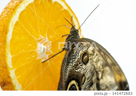 Macro Photography of an Owl Butterfly. Macro Photography of an Owl Butterfly. 141472683