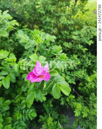 Vibrant Rosa rugosa with bright pink petals and a central cluster of yellow stamens blooms among lush green leaves Vibrant Rosa rugosa with bright pink petals and a central cluster of yellow stamens blooms among lush green leaves 141472786