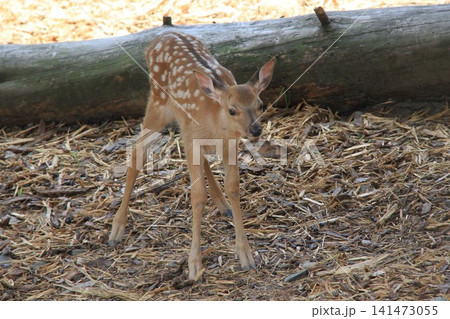 エゾシカの赤ちゃん 初夏の森で立つ可愛い子鹿 141473055