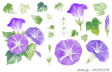 水彩で描いた紫色の朝顔のイラスト(パーツ素材セット) 水彩で描いた紫色の朝顔のイラスト(パーツ素材セット) 141473176
