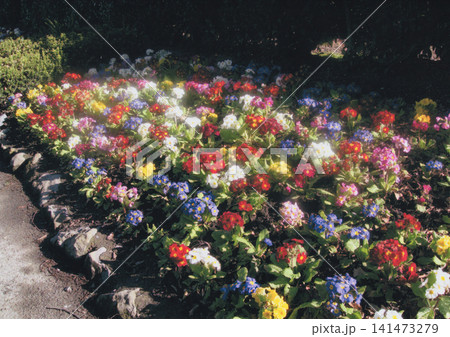 ニュージーランドの庭園に植えられた色とりどりの花 ニュージーランドの庭園に植えられた色とりどりの花 141473279