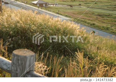 熊本県阿蘇市の草千里ヶ浜で撮影された朝日に輝く広大な大草原と池、噴煙を上げる阿蘇中岳の日の出風景 熊本県阿蘇市の草千里ヶ浜で撮影された朝日に輝く広大な大草原と池、噴煙を上げる阿蘇中岳の日の出風景 141473382