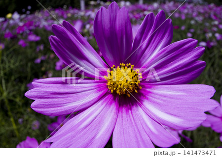 コスモス畑にコスモスの花が咲いています。　ピンク色のコスモスのクローズアップ写真です。 141473471