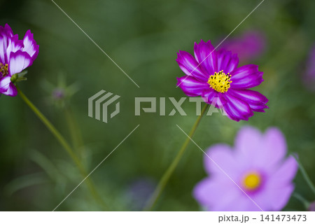 コスモス畑にコスモスの花が咲いています。 コスモス畑にコスモスの花が咲いています。 141473473