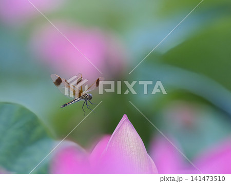 ハスの蕾にとまるトンボ ハスの蕾にとまるトンボ 141473510