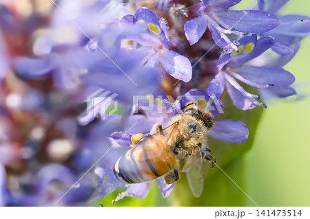 花の蜜を吸うミツバチ 141473514