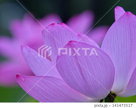 蓮の花のある風景 蓮の花のある風景 141473517