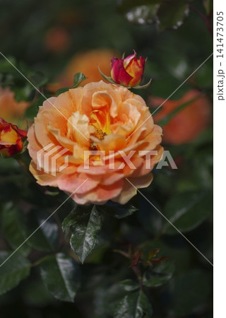 薔薇園にオレンジ色の薔薇の花が咲いています。このバラの名前は万葉です。 141473705
