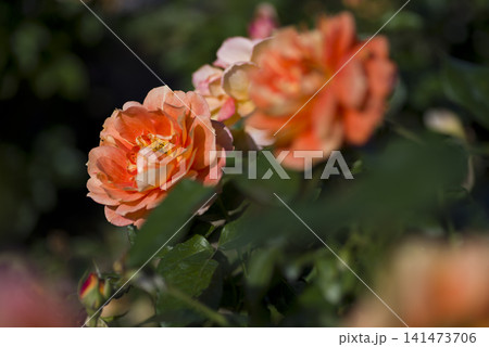 薔薇園にオレンジ色の薔薇の花が咲いています。このバラの名前は万葉です。 薔薇園にオレンジ色の薔薇の花が咲いています。このバラの名前は万葉です。 141473706