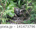 リュウキュウイノシシ 141473796