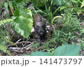 リュウキュウイノシシ 141473797