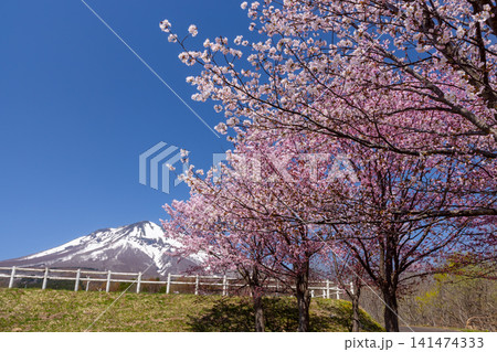 青森県弘前市百沢裾野 オオヤマザクラネックレスロードに面する岩木山総合公園の桜並木と残雪の岩木山 青森県弘前市百沢裾野 オオヤマザクラネックレスロードに面する岩木山総合公園の桜並木と残雪の岩木山 141474333
