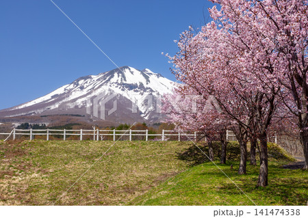 青森県弘前市百沢裾野 オオヤマザクラネックレスロードに面する岩木山総合公園の桜並木と残雪の岩木山 青森県弘前市百沢裾野 オオヤマザクラネックレスロードに面する岩木山総合公園の桜並木と残雪の岩木山 141474338