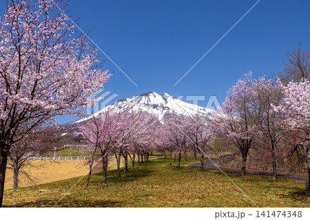 青森県弘前市百沢裾野 オオヤマザクラネックレスロードに面する岩木山総合公園の桜並木と残雪の岩木山 青森県弘前市百沢裾野 オオヤマザクラネックレスロードに面する岩木山総合公園の桜並木と残雪の岩木山 141474348