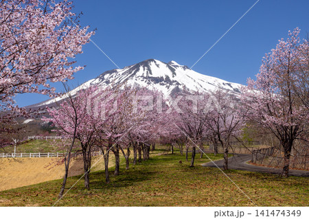 青森県弘前市百沢裾野 オオヤマザクラネックレスロードに面する岩木山総合公園の桜並木と残雪の岩木山 青森県弘前市百沢裾野 オオヤマザクラネックレスロードに面する岩木山総合公園の桜並木と残雪の岩木山 141474349