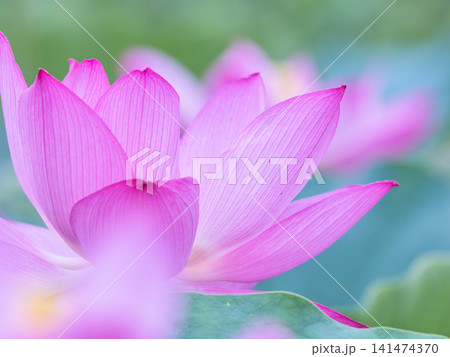 光輝く蓮の花びら 光輝く蓮の花びら 141474370